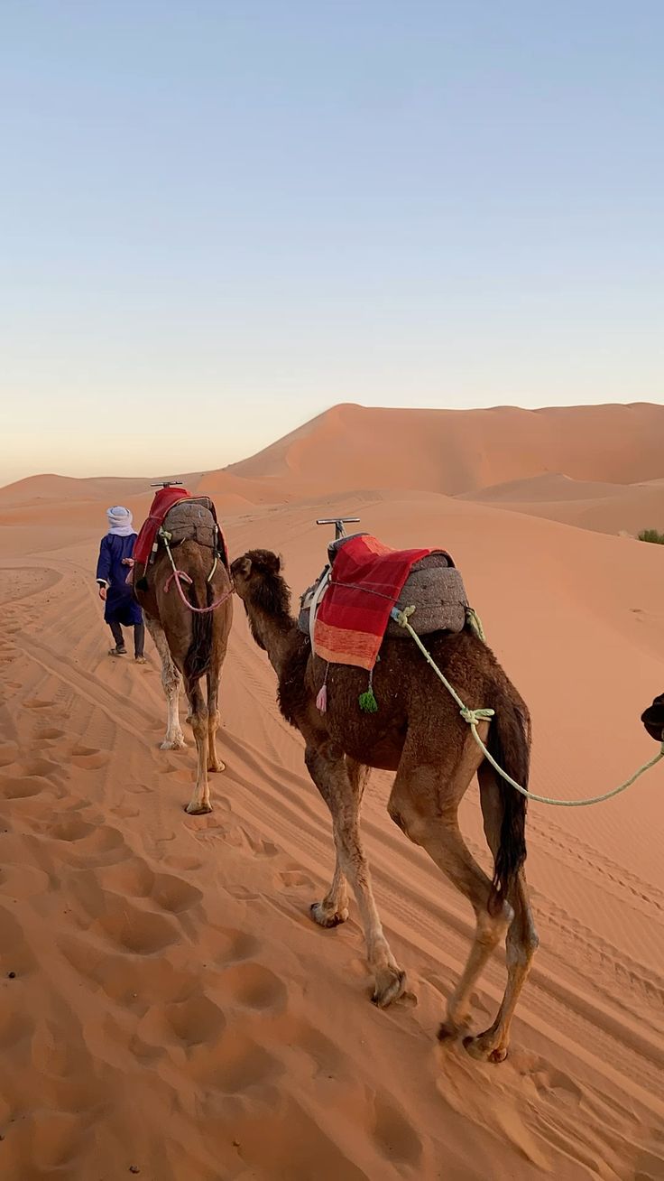 Navios do deserto: como os camelos transformaram o Saara em uma das grandes rotas comerciais da África